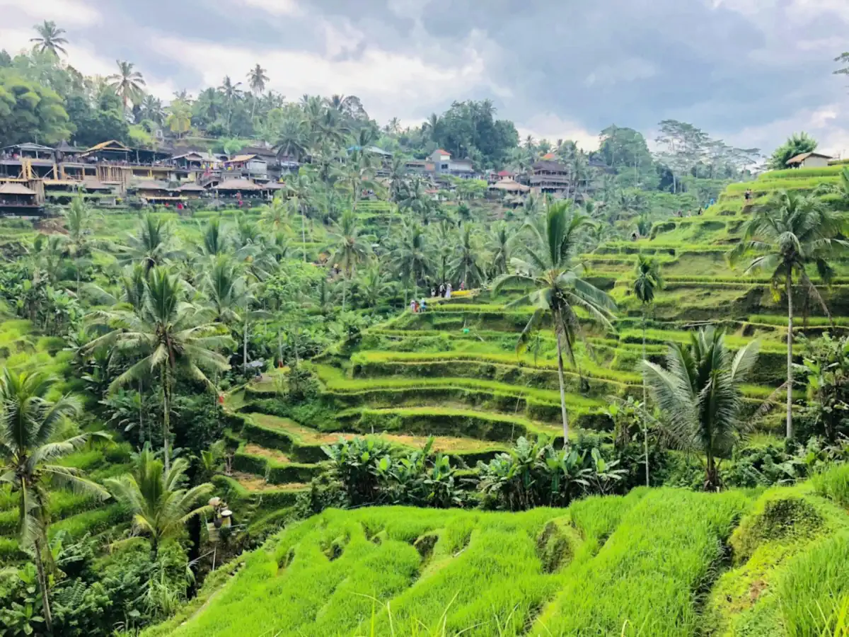 Green stepped rice terraces and coconut palms at Tegallalang in the hills north of Ubud